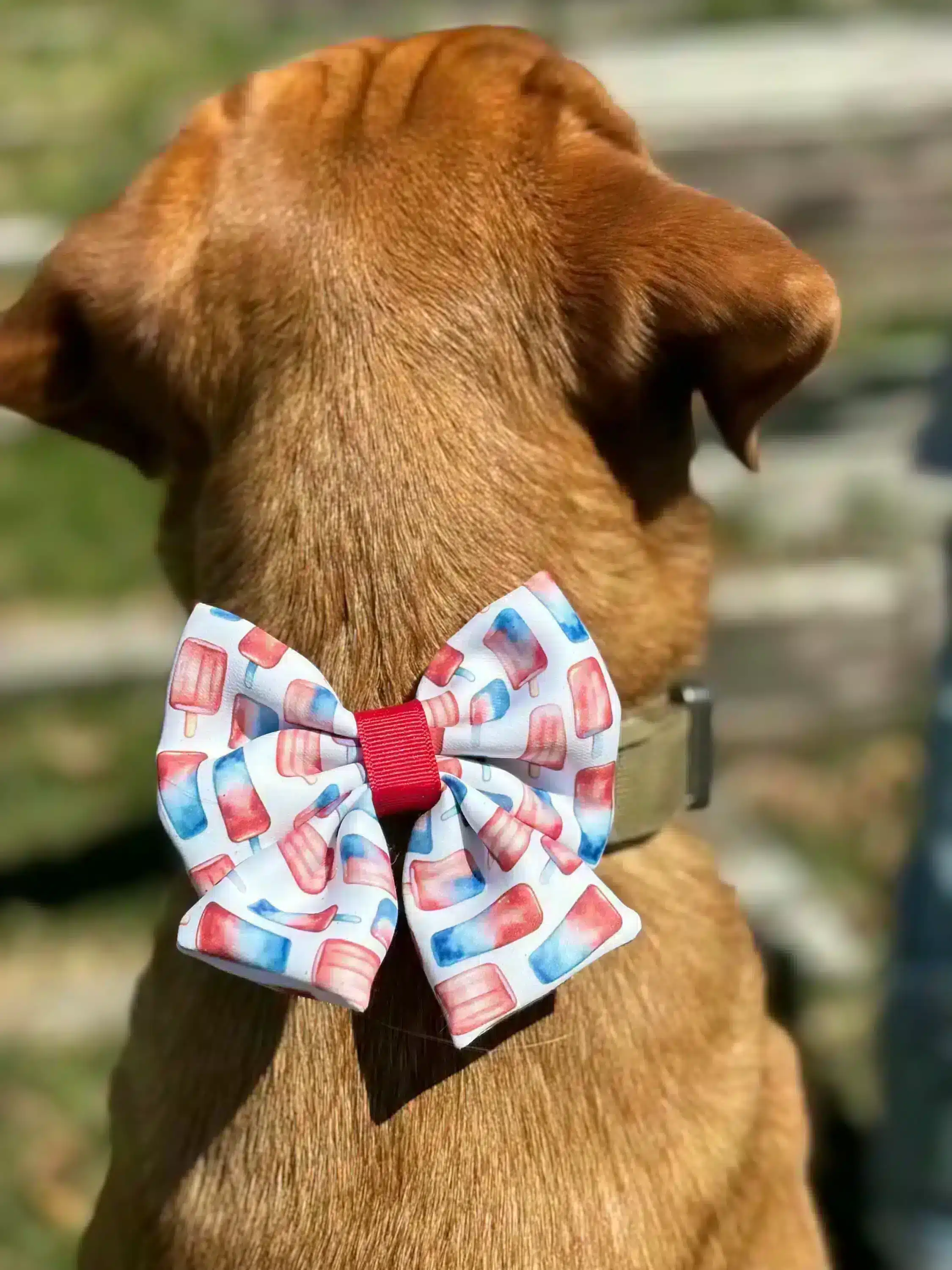 Back view of a dog wearing a handmade, puffy pet bow tie with a red, white, and blue popsicle pattern. The bow tie stands out against the dog's brown fur, creating a festive look.