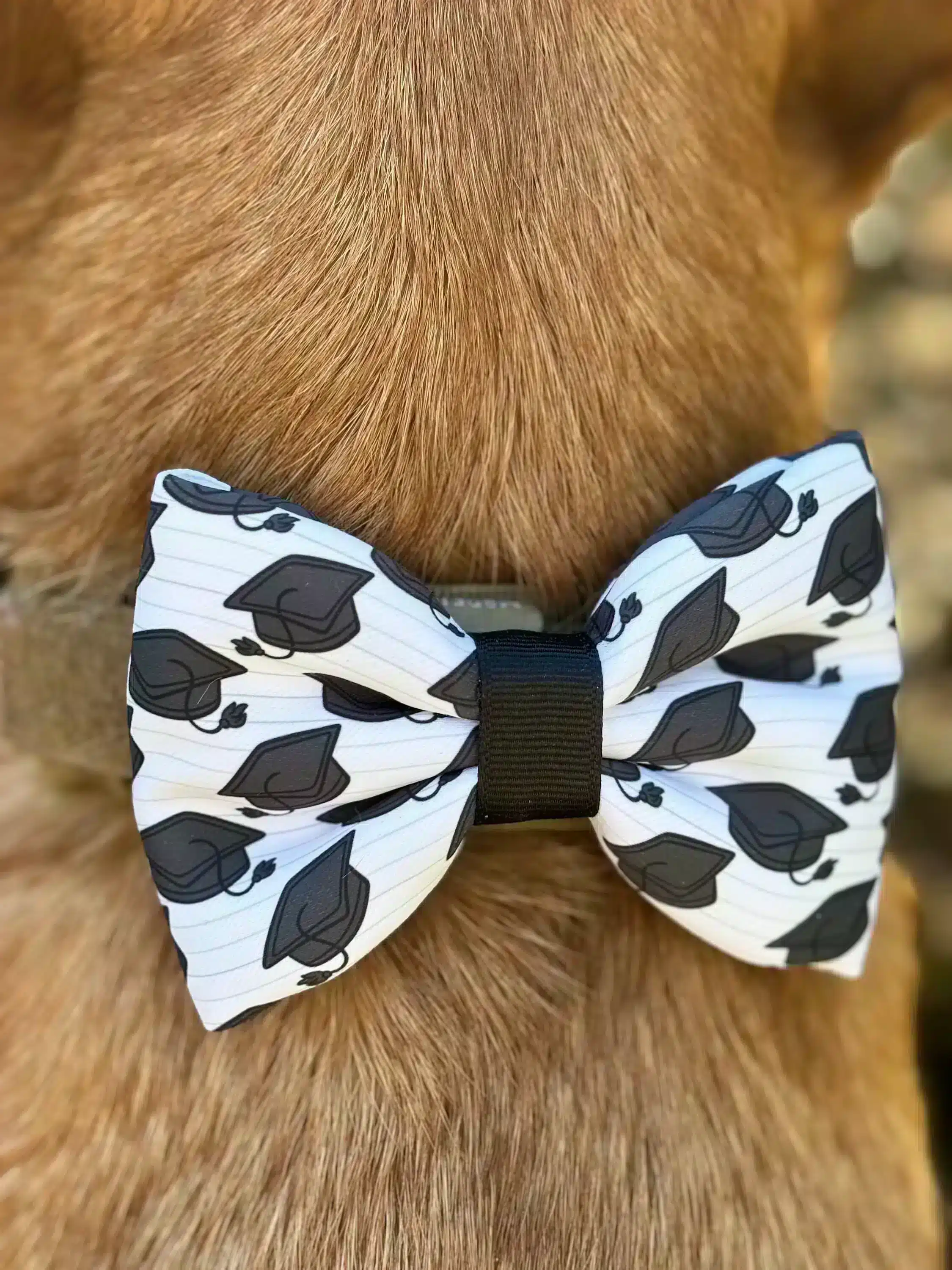 Close-up of a dog wearing a puffy, handmade pet bow tie with a graduation cap pattern. The bow tie is black and white, creating a stylish and celebratory look.