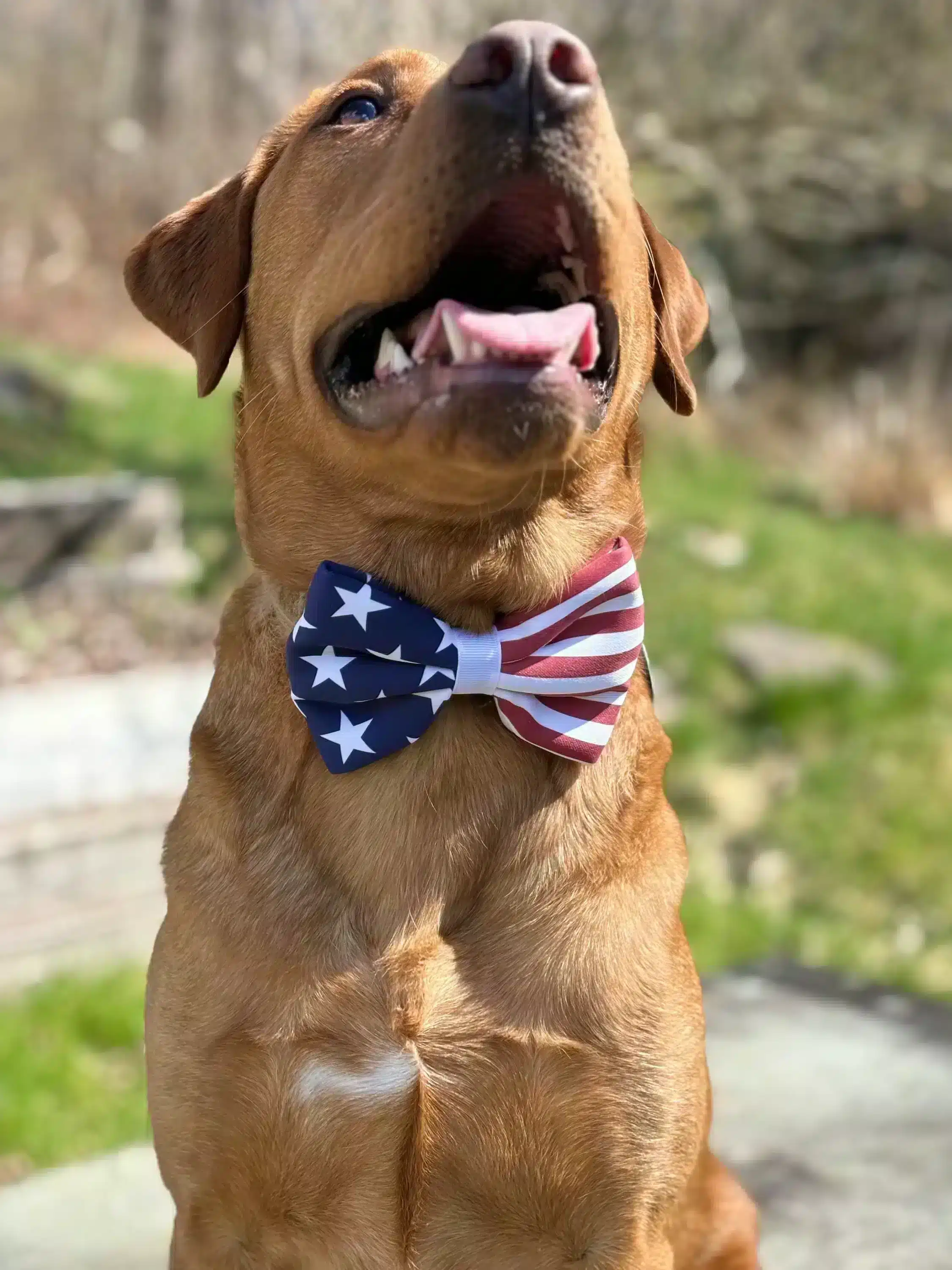 Front view of a dog wearing a handmade, puffy pet bow tie with an American flag pattern. The dog is looking up with its mouth open, showcasing the festive accessory against its brown fur.