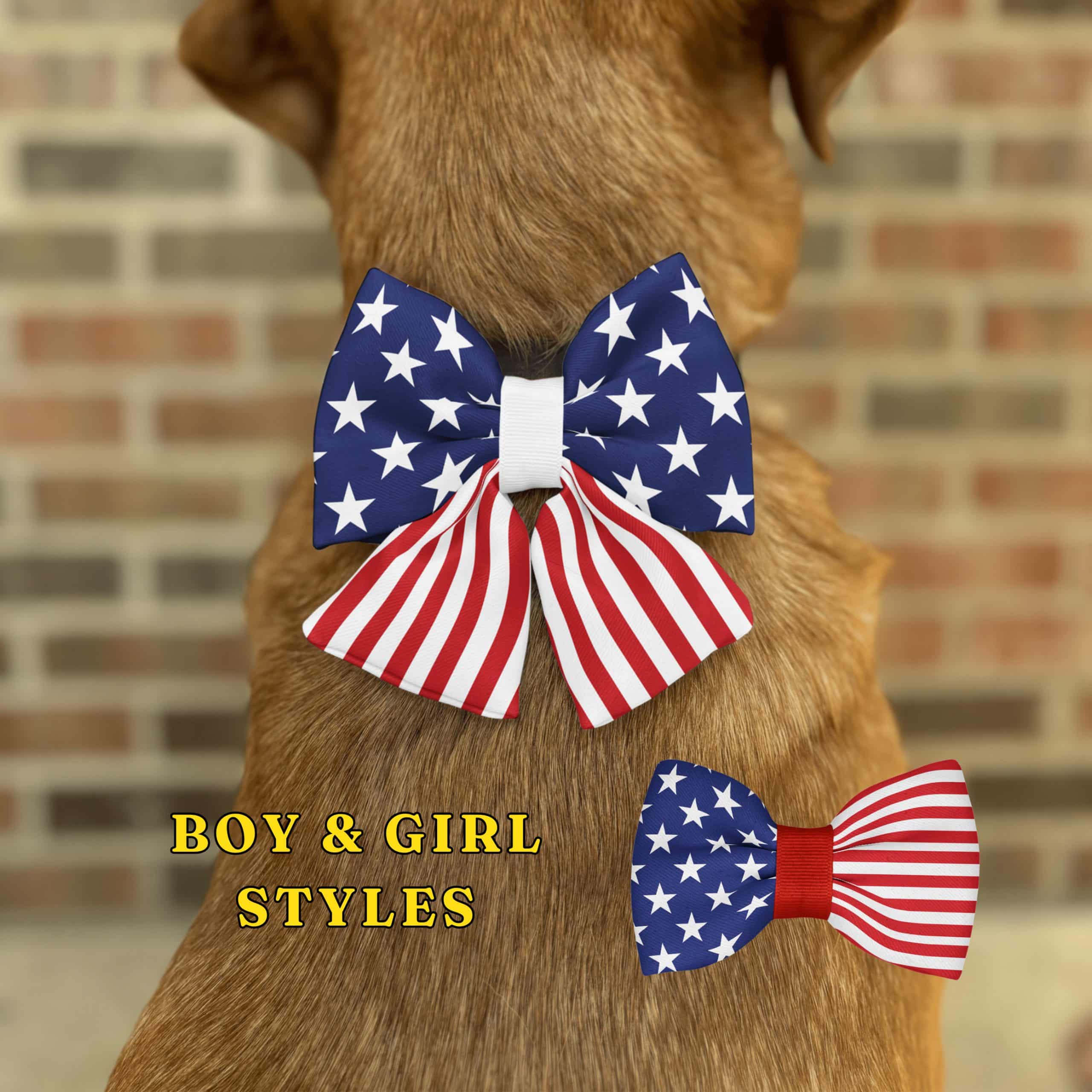 Dog wearing American flag bow tie