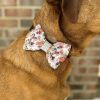 Dog wearing floral bow tie