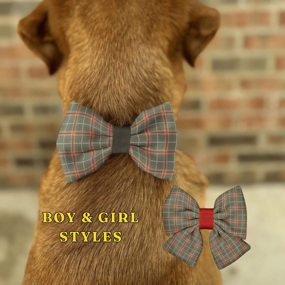 Dog wearing plaid bow tie, boy and girl styles.