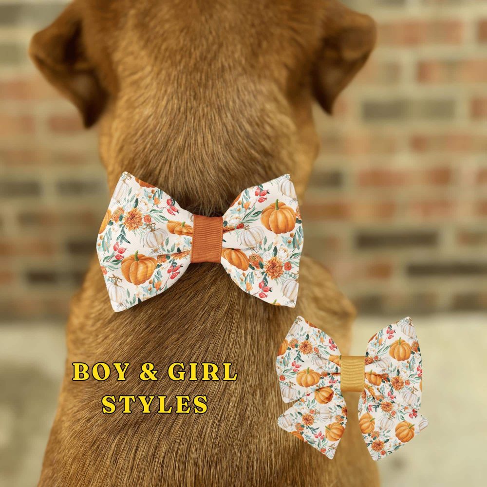 Dog wearing festive pumpkin bow tie