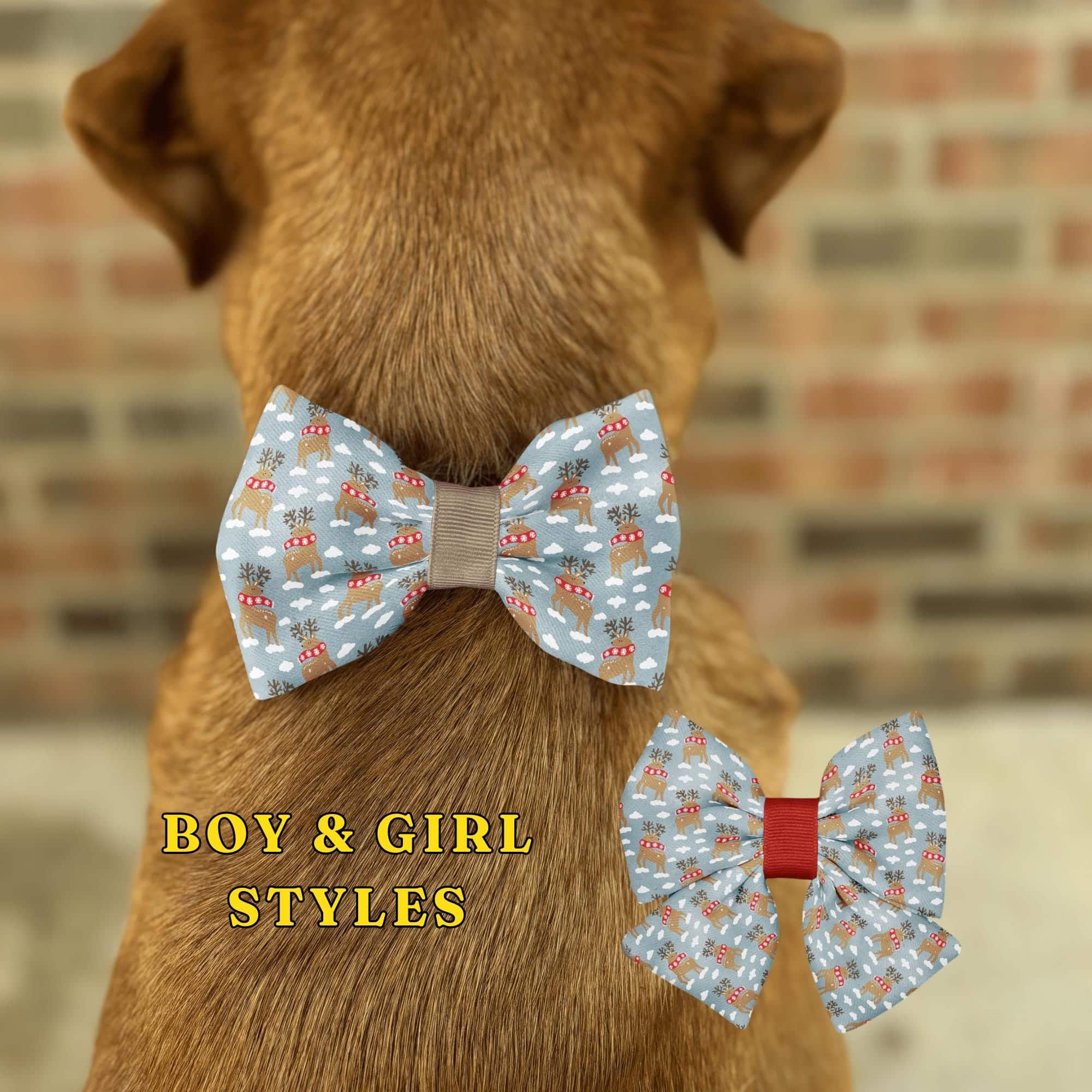 Dog wearing reindeer bow tie