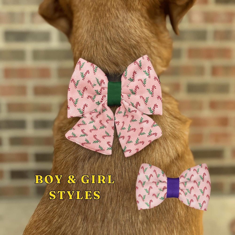 Dog wearing pink holiday bow tie with candy canes.