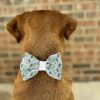 Brown dog with bowtie facing brick wall.