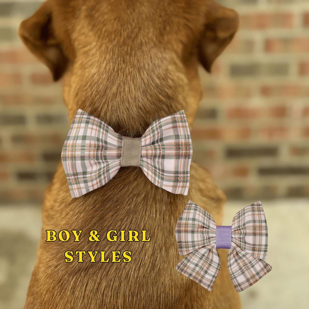 Dog with plaid bow tie, boy and girl styles