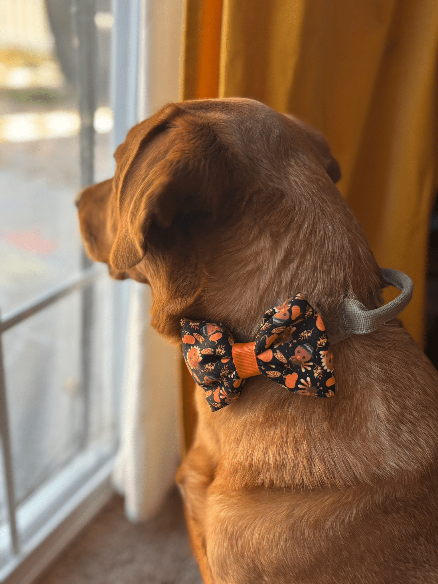 Dog with autumn bowtie looking out window